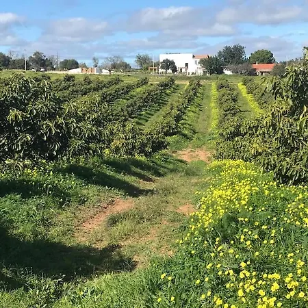Quinta Da Janela Azul - 4 Casas ヴィラ