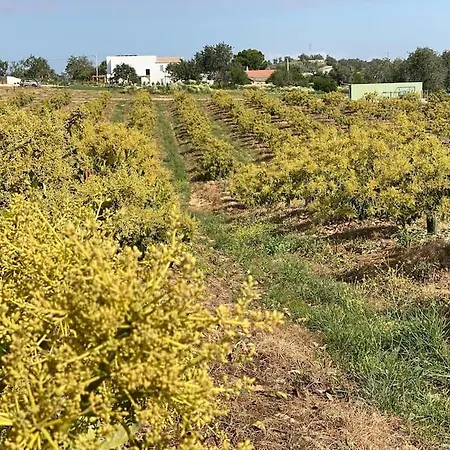 ヴィラ Quinta Da Janela Azul - 4 Casas *